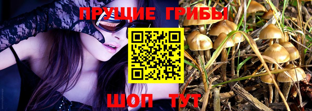 Псилоцибиновые грибы Cubensis  Вход с VPN  Апатиты  Галлюциногенные грибы Psilocybe 